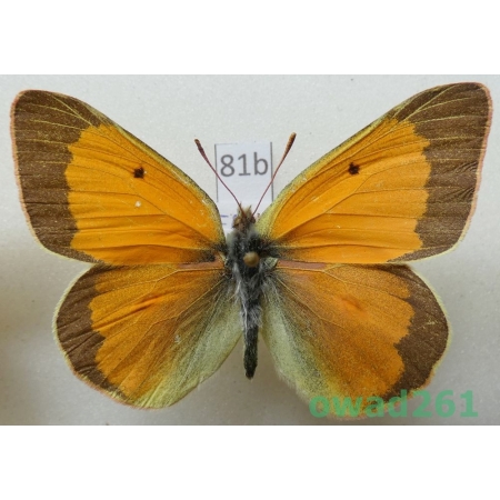 Colias hyperborea kurnakovi Kurentzov, 1970 male Russia81b